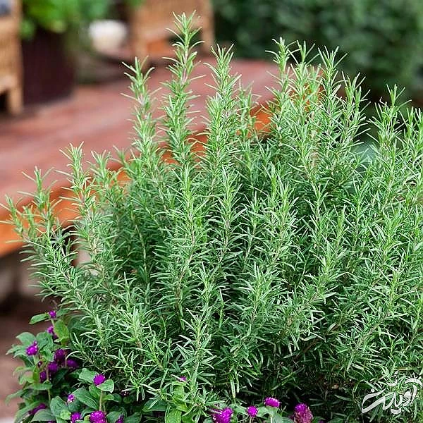 روش تکثیر گیاه رزماری